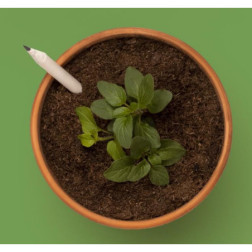Crayon à planter de basilic