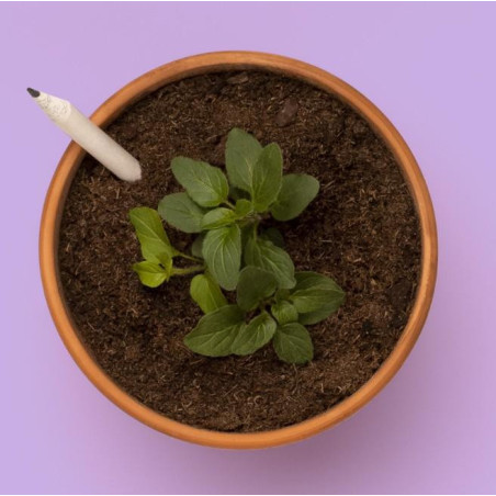Crayon à planter de basilic