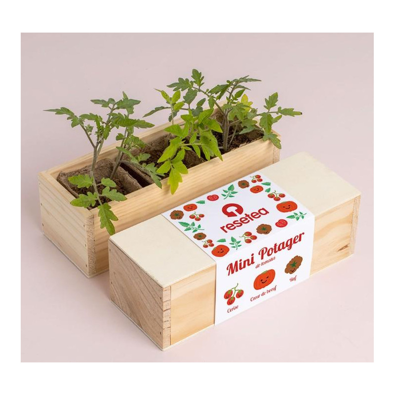 Mini potager de tomates