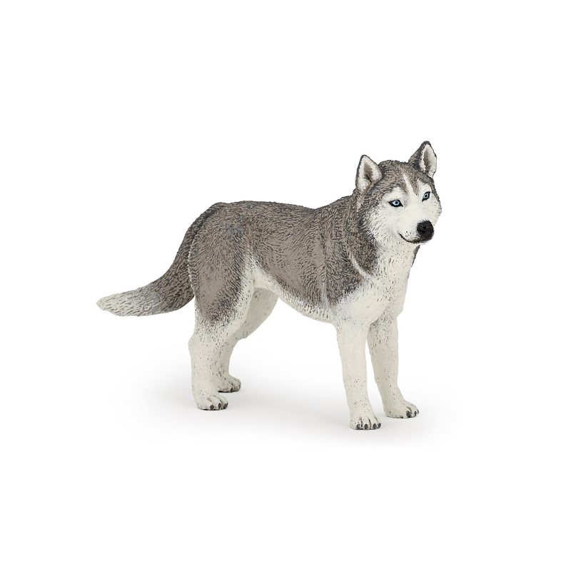 HUSKY DE SIBERIE