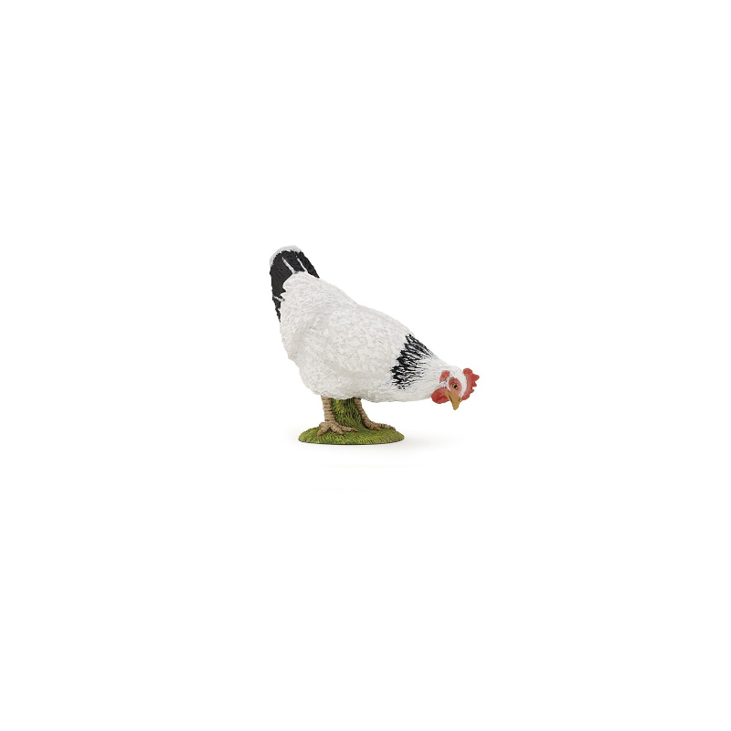 POULE BLANCHE PICORANT