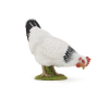 POULE BLANCHE PICORANT