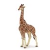 GIRAFE MALE